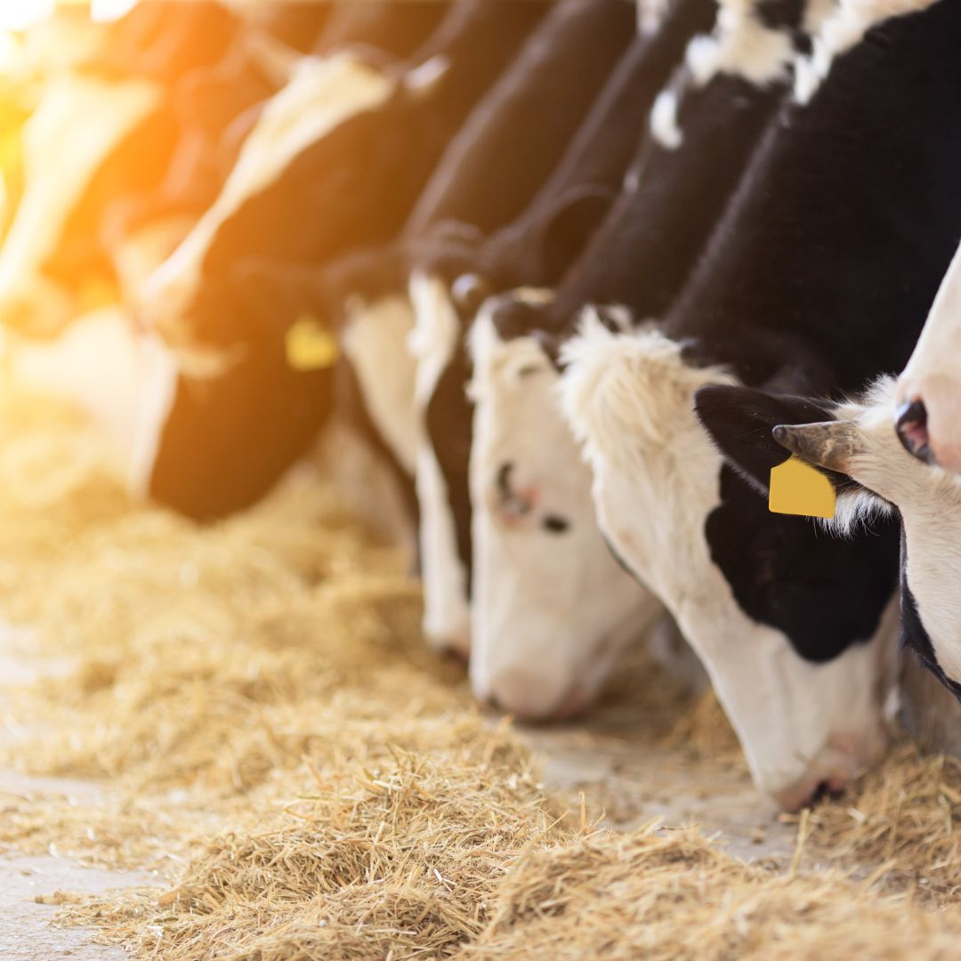 Alimentação de Bovinos de Corte e Leite