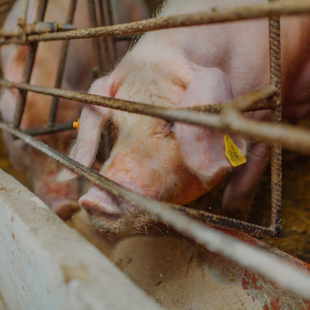 Alimentação de Suínos