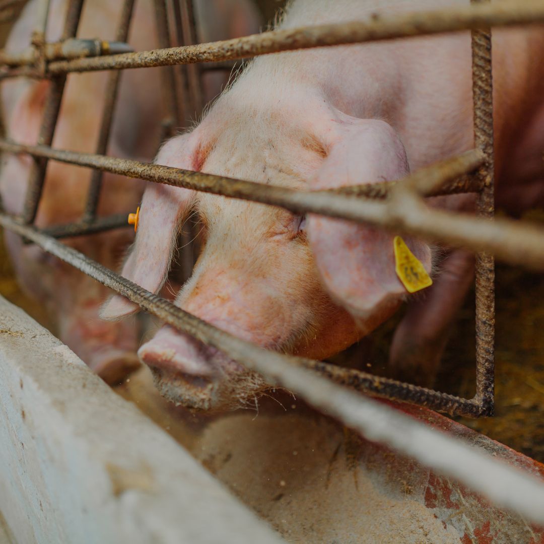 Alimentação de Suínos