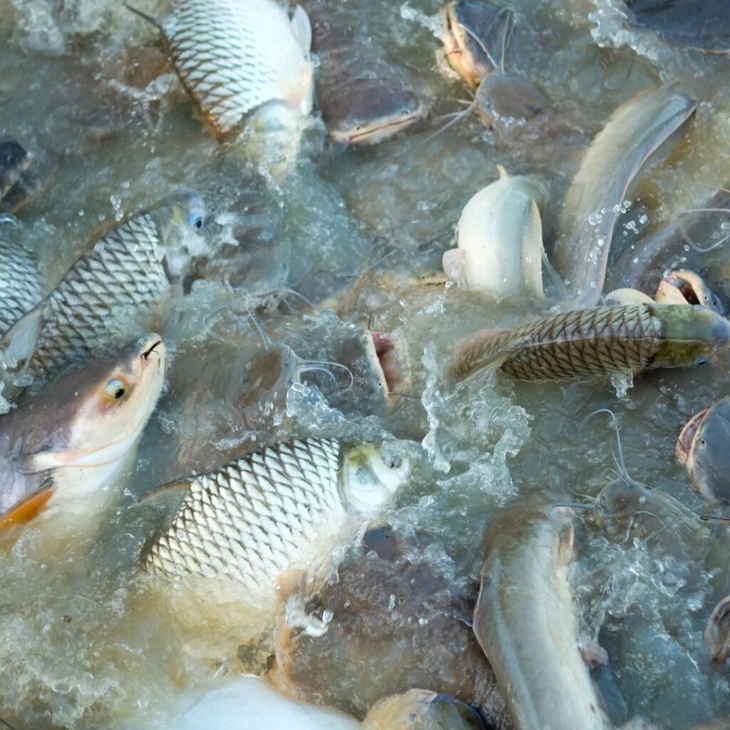 Alimentação de Peixes