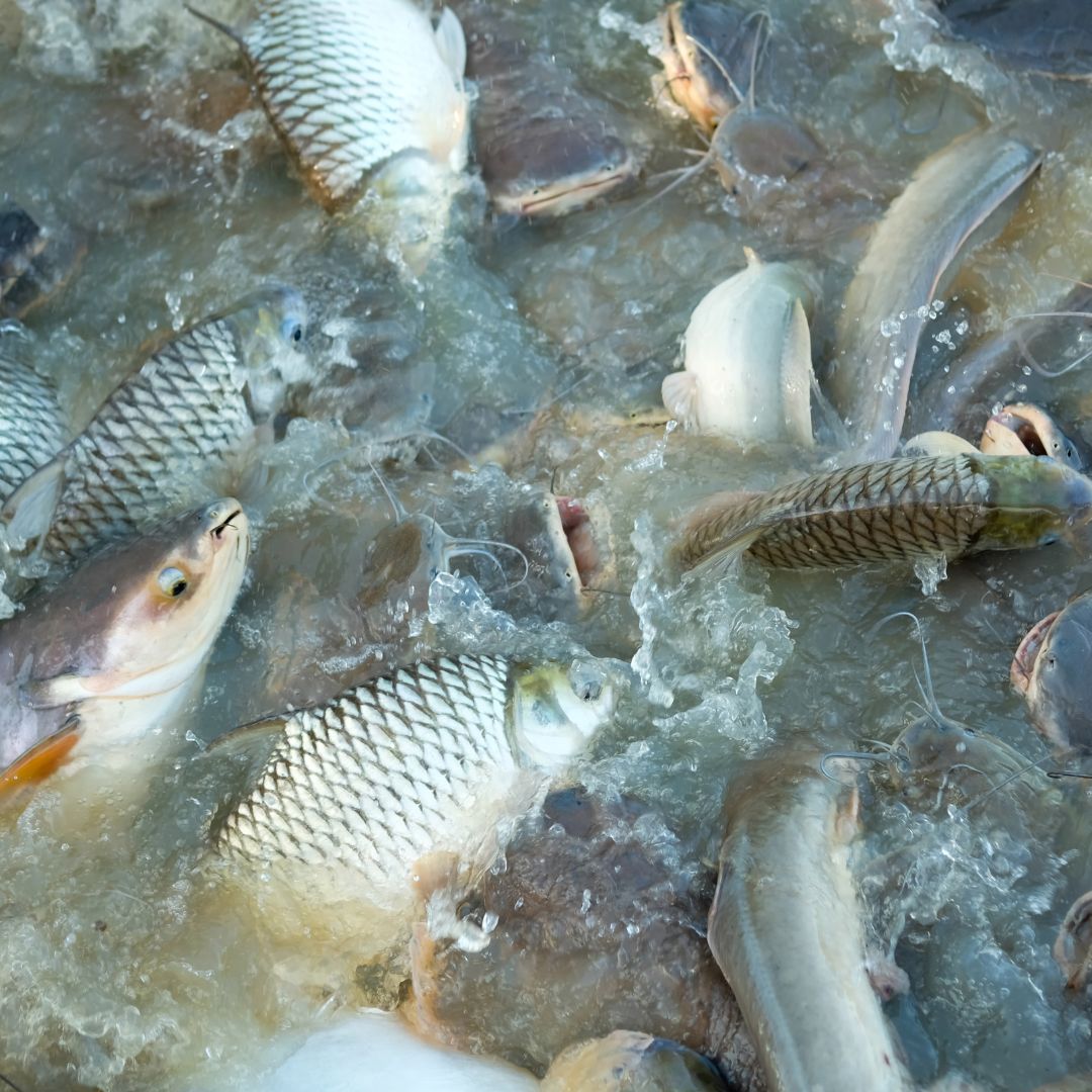 Alimentação de Peixes
